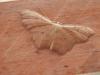 Idaea emarginata